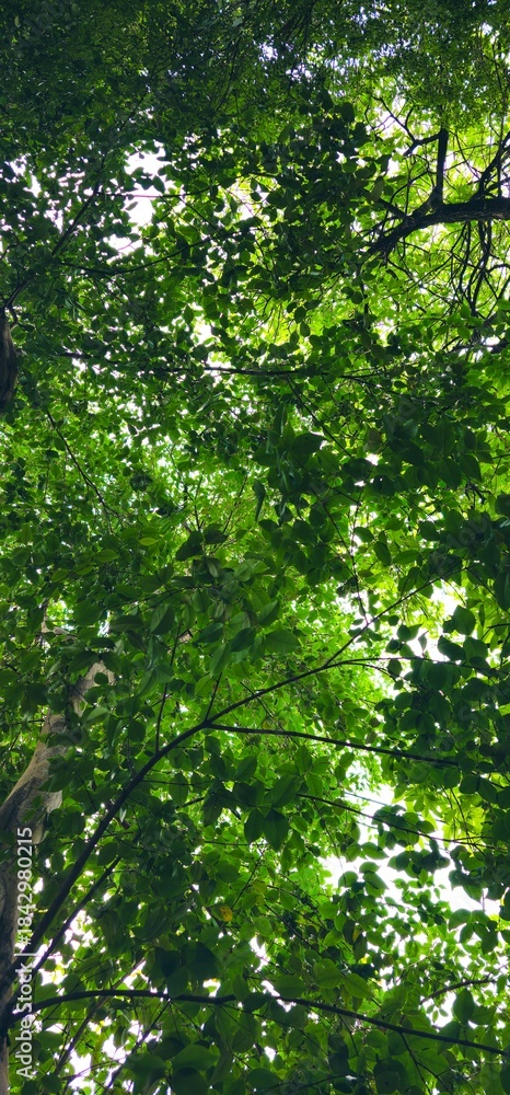 Fototapeta premium Árvore 