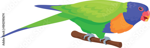 Rainbow lorikeet. Australian wild bird cartoon icon
