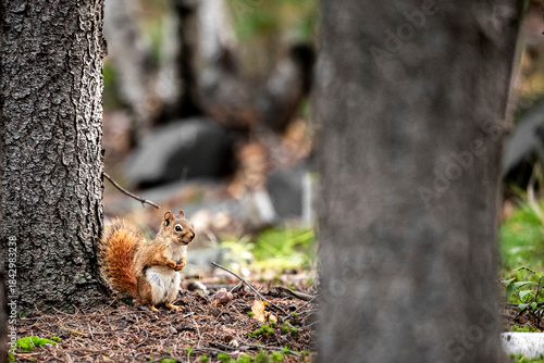 Red Squirrel Sitting on the Forest Floor