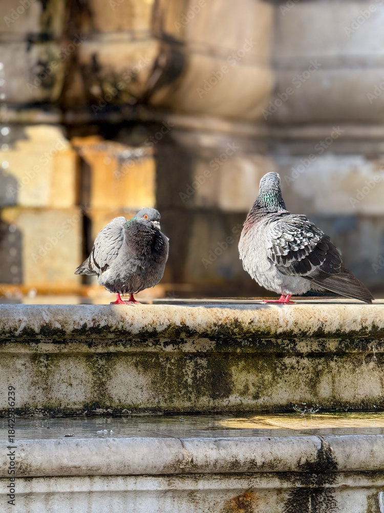 Fototapeta premium pigeon in the city