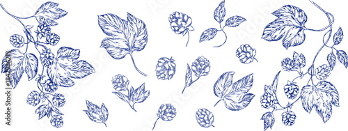 Watercolor banner set toile de jouy featuring hop branches with cones and leaves, ideal for beer branding, brewing presentations, brewery ads, or botanical and floral themed designs. Floral, leaves.