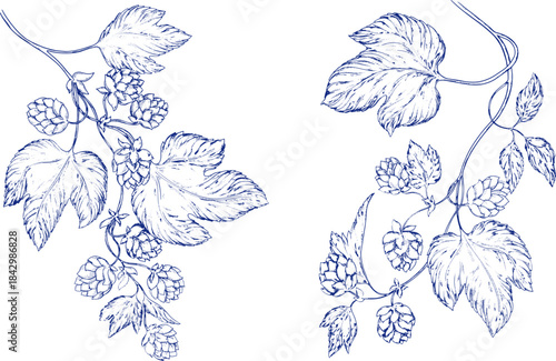 Watercolor banner set toile de jouy featuring hop branches with cones and leaves, ideal for beer branding, brewing presentations, brewery ads, or botanical and floral themed designs. Floral, leaves.