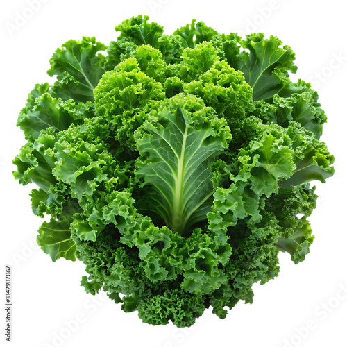 Fresh and vibrant green kale leaves isolated on a transparent background in a top-down view
