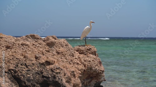Egret white bird sitting on rock near sea shore, looking for fish