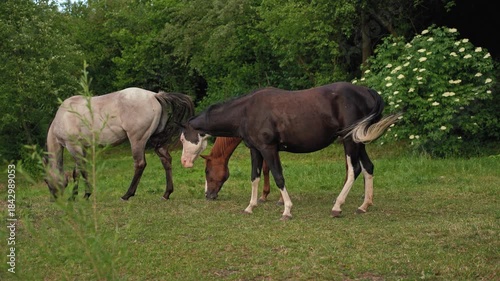 Group of horses grazing on a ranch meadow