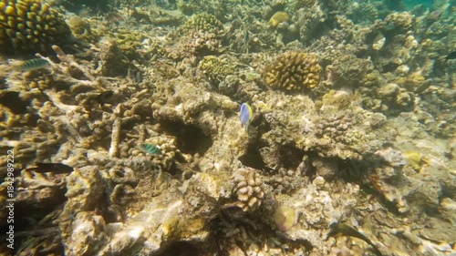 Snorkeling in Maldives Kaafu Atol, fishes swimming above old corals, powder blue surgeonfish at center