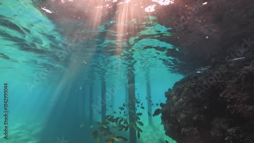 Snorkeling near house reef pier pylons, sun beams light group of dory snapper fish near corals and rocks
