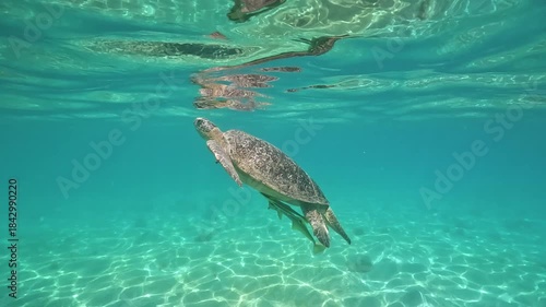 Snorkeling at Marsa Mubarak, Green sea turtle with remora or sharksucker fish on bottom swimming to water surface to get air