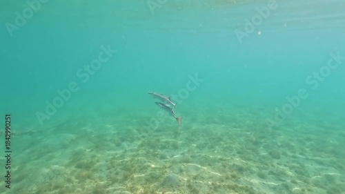 Pair of remora or suckerfish swimming in clear water towards boat, snorkelling at Marsa Alam, Egypt