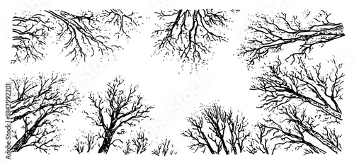 Set of tree crowns and branches arranged as a decorative border frame