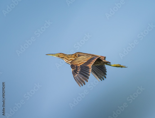 An American Bittern in flight at the Stick Marsh in Florida.