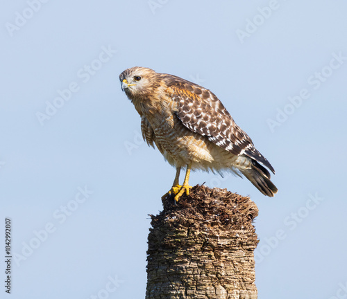 A Red Shouldered Hawk perches on a dead palm at the Stick Marsh in Florida