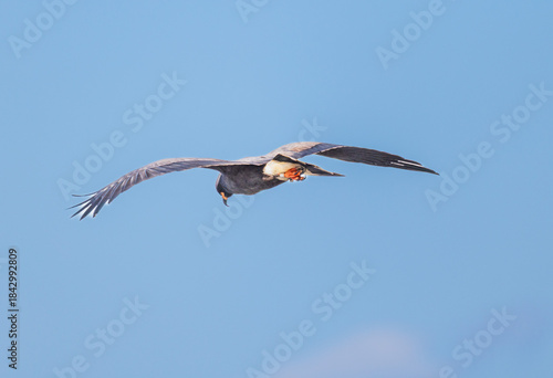 A Snail Kite in flight at the Stick Marsh in Florida