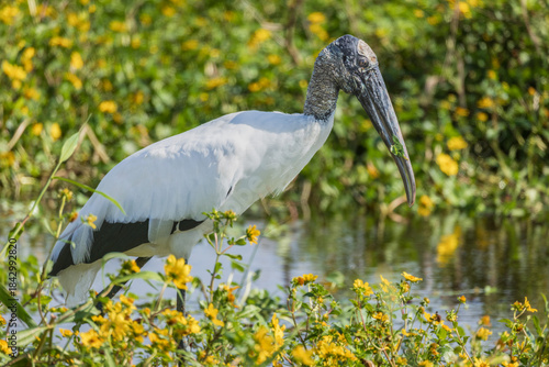 A Woodstork  walks in a colorful marsh full of yellow flowers at the Stick Marsh in Florida