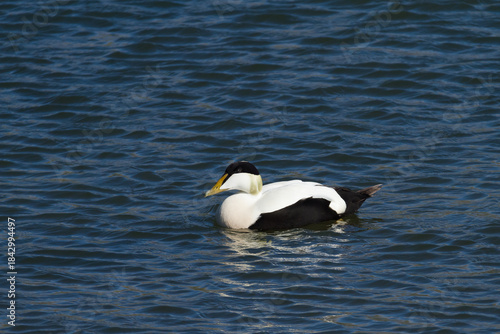 Schilderij op canvas common eider duck in iceland