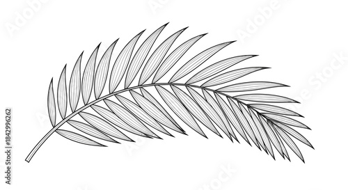Elegantly detailed line art illustration of a graceful palm frond, showcasing its intricate venation and tropical form in monochrome.
