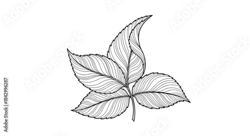 Elegantly detailed line art illustration of a cluster of three rose leaves, showcasing their intricate venation and natural form in monochrome.
