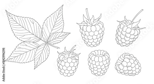 Comprehensive set of line art illustrations featuring several ripe raspberries and a detailed raspberry leaf, showcasing their natural textures and forms.