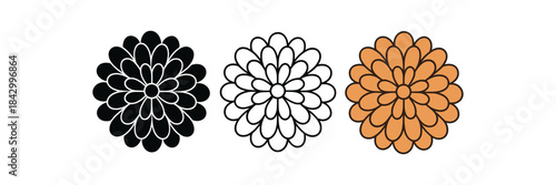 Flat vector illustration chrysanthemum or dahlia style blooms with many petals soft rounded shapes clean outline one black and white flat version one outline version one color version cozy