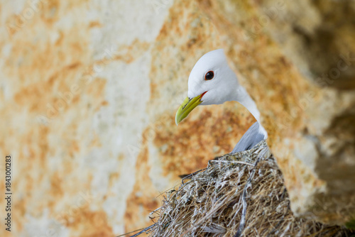 portrait of a kittiwake nesting on a cliff
