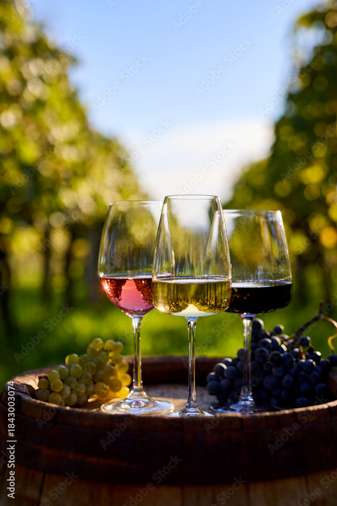 Obraz premium Three glasses of red, white, and rosé wine on an old wooden barrel with grapes in a vineyard