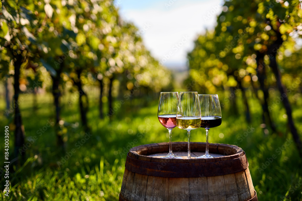 Obraz premium Three glasses of red, white, and rosé wine on an old wooden barrel with grapes in a vineyard between rows