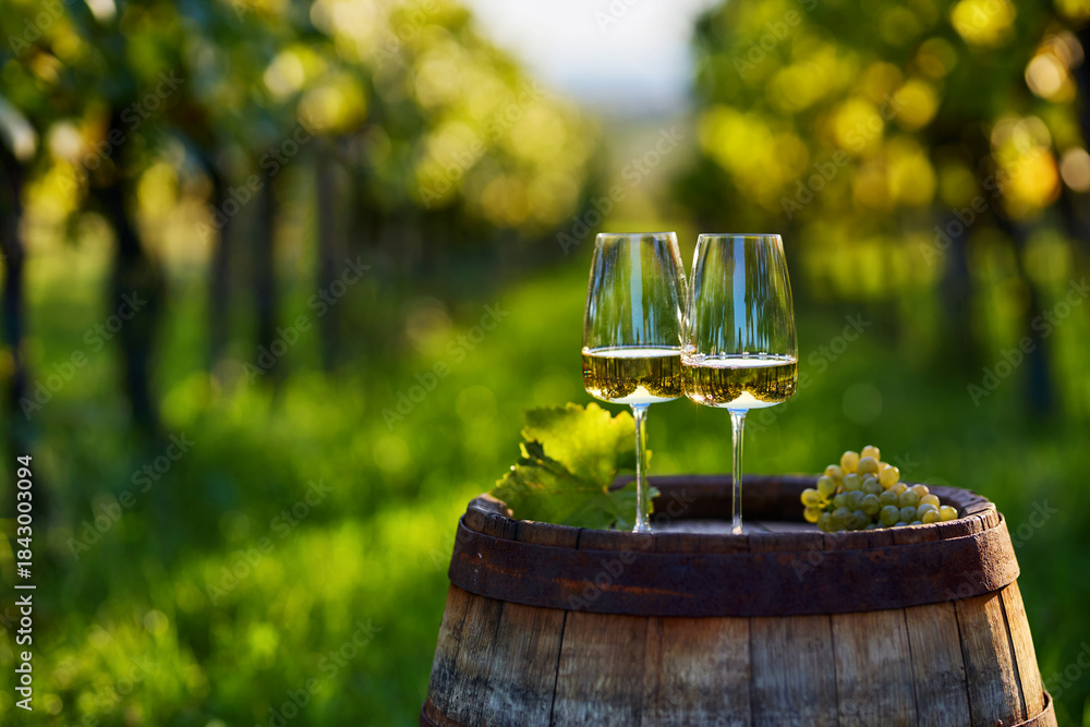 Obraz premium Two glasses of white wine on an old wooden barrel in a vineyard between rows 