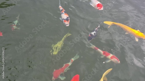 School of Colorful Koi Fish Swimming in Dark Pond Water