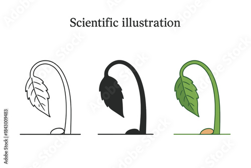 Leaf Stem Dynamics. Close-up of leaf stem bending toward contact point as scientific observation entry, first in line style with