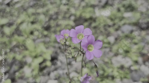 Close-up of Delicate Purple Wildflowers Blooming in Spring