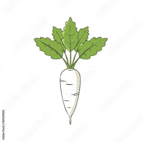 Isolated drawing of a fresh daikon radish with green leaves on a white background used in Asian cuisine