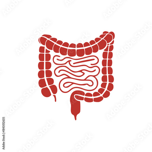 Human Colon Intestine Anatomy Graphic Illustration Health Medical Concept