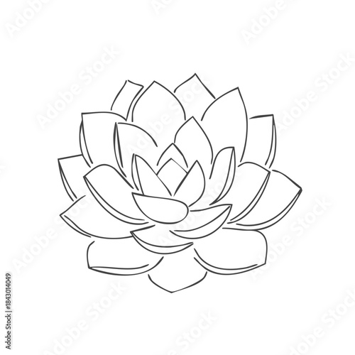 Echeveria Succulent Detailed Line Art Illustration of a Blooming Plant with Multiple Rosette Shaped Leaves