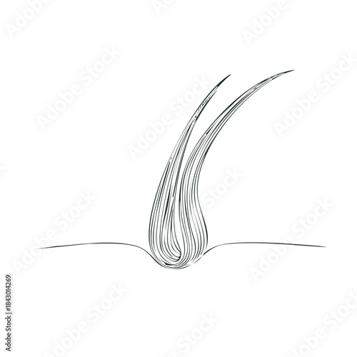 Hair Follicle Vector Drawing on White, Dermatology Concept, Human Skin, strand of hair