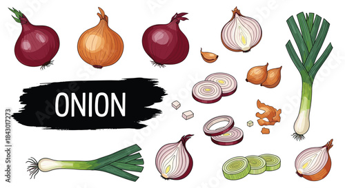 Colorful collection of onions and allium vegetables including red yellow white onion shallots garlic leeks and scallions around a bold onion label.
