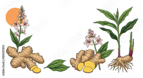Ginger plants with knobby rhizomes pink flowers and green leaves arranged around exposed roots in a bright decorative botanical composition.