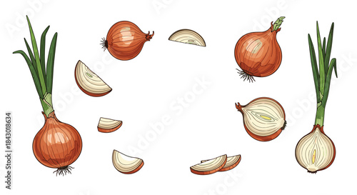 Vibrant illustration of whole red onions with green shoots and onion slices arranged around a white background conveying fresh produce for home cooking.
