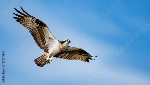 osprey swoops down with its talons outstretched