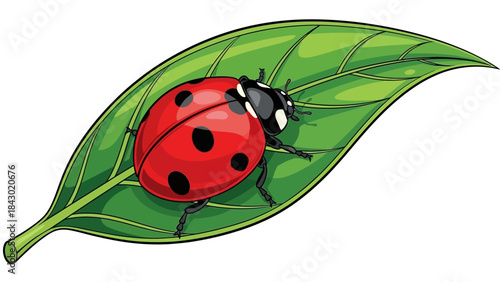Single ladybug sitting on a green leaf