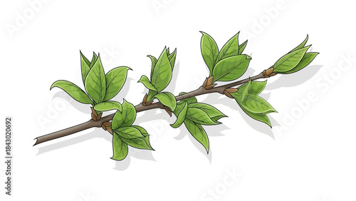 Vector drawing of one sprouting leaf branch, fresh green colors 