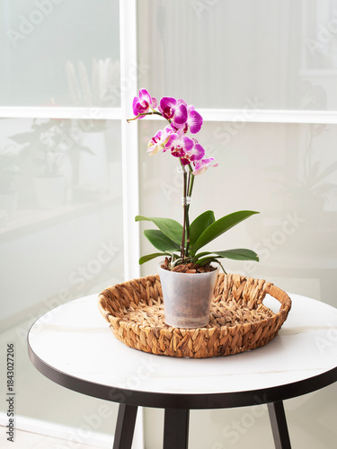 purple and white striped orchid in a clear plastic pot, displayed on a circular woven wicker tray. The tray rests on a modern round side table with a white marble effect top and