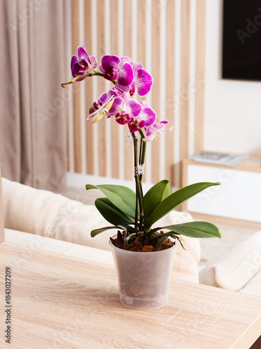 orchid in a translucent pot on a light wood grain table. The flowers are purple and white striped. Neutral and modern living room in the background