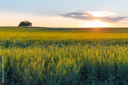 Sun setting behind a canola field in bloom in Central Alberta, Canada