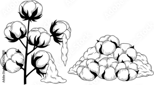 Cotton plants, raw cotton, fluffy white bolls, and cotton fiber pile showcase natural beauty, ideal for showcasing sustainable agriculture, textile production, and organic farming practices