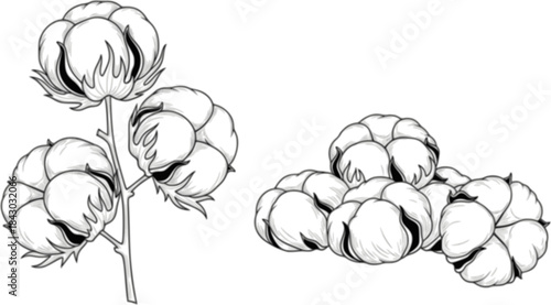 Cotton plants, raw cotton, fluffy white bolls, and cotton fiber pile showcase natural beauty, ideal for showcasing sustainable agriculture, textile production, and organic farming practices