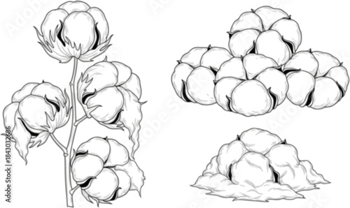 Cotton plants, raw cotton, fluffy white bolls, and cotton fiber pile showcase natural beauty, ideal for showcasing sustainable agriculture, textile production, and organic farming practices