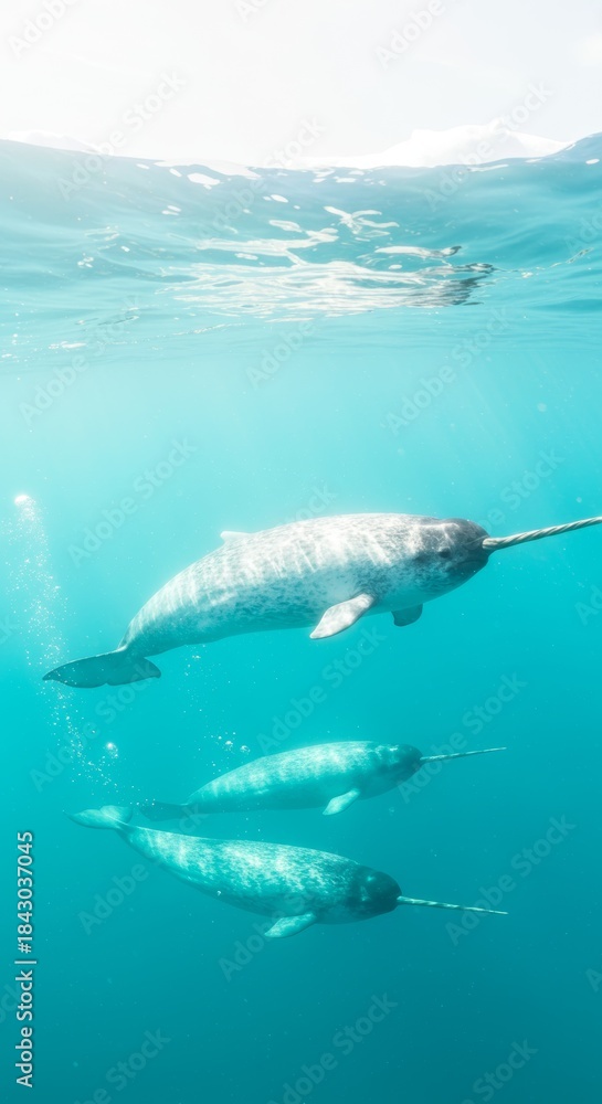 Obraz premium Narwhals Swim Underwater in Ocean