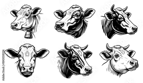 Cow and Bull Head Vintage Icon Set Farm Animal Engraving Illustrations