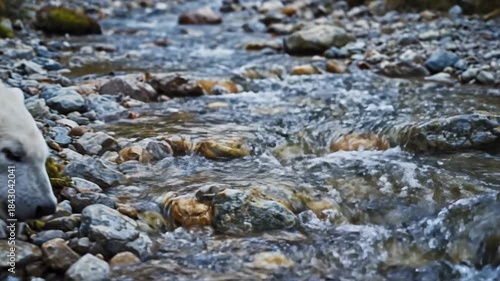 Sleepy polar bear cub yawns widely beside a babbling brook in a rocky natural environment