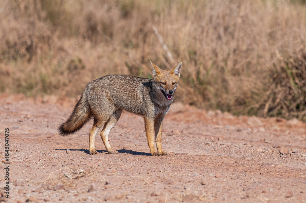 Fototapeta premium Grey fox in Ibera Marsh National Park environment, Corrientes Province, Argentina.